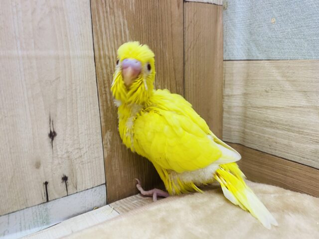 セキセイインコ