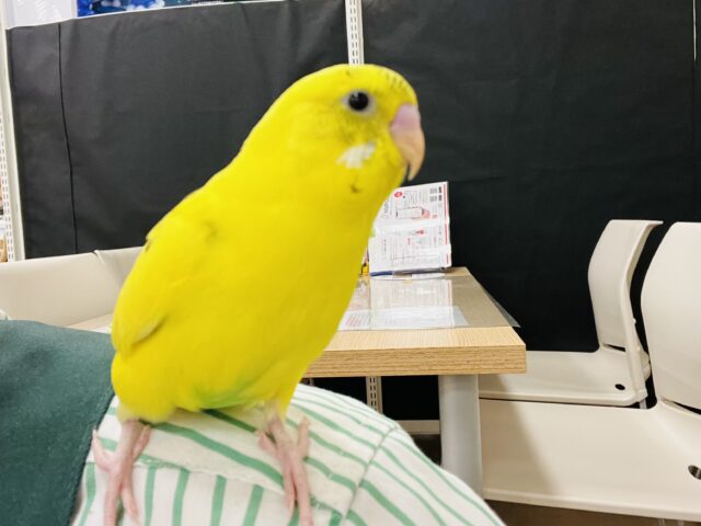 セキセイインコ