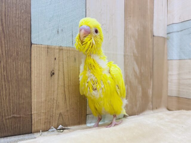 セキセイインコ