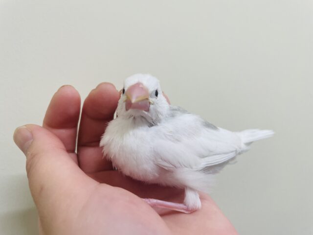 白文鳥