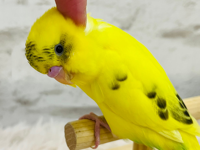 【最新画像更新🪄ひとり餌になりました！】キラキラ光る‪☆人気者♬セキセイインコ(ハルクイン) ヒナ