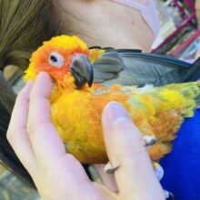 甘えんぼ🌺˃ᴗ˂⁎ 人が大好きでとっても陽気な♩❤︎ 手乗りコガネメキシコインコさん🌟