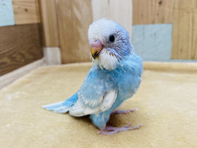 晴天な青空をお届けっ🩵セキセイインコのスパングル⭐️