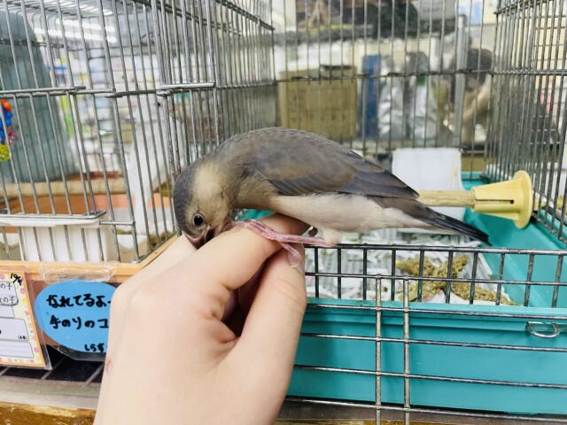 桜文鳥