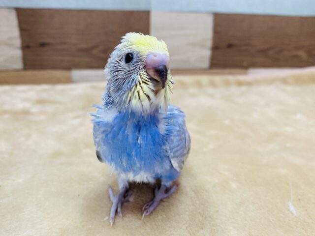 🤟可愛いだけじゃダメですか？🤟アピール上手なセキセイインコのレインボー🌈