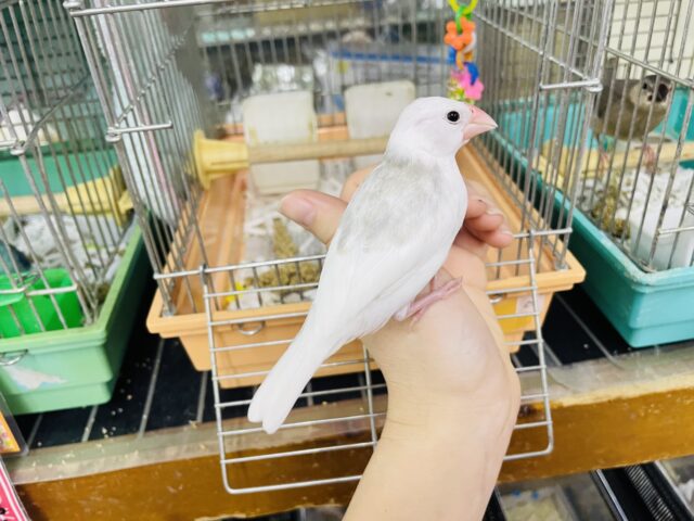 白文鳥