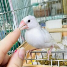 なれてるよ〜❣️手のり❣️1人餌❣️しらすちゃん〜最新画像になりますよ🎃ラブリーフィンチ🥰🥰🥰ほわほわさん　白文鳥