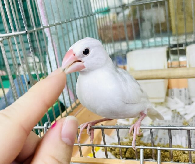 なれてるよ〜❣️手のり❣️1人餌❣️しらすちゃん〜最新画像になりますよ🎃ラブリーフィンチ🥰🥰🥰ほわほわさん　白文鳥