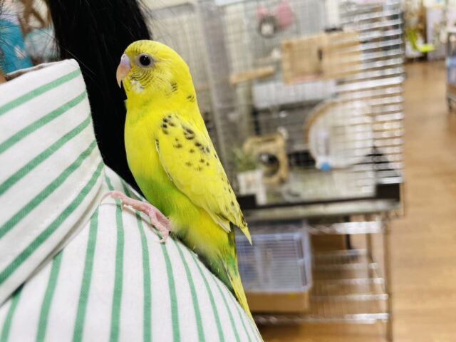 セキセイインコ