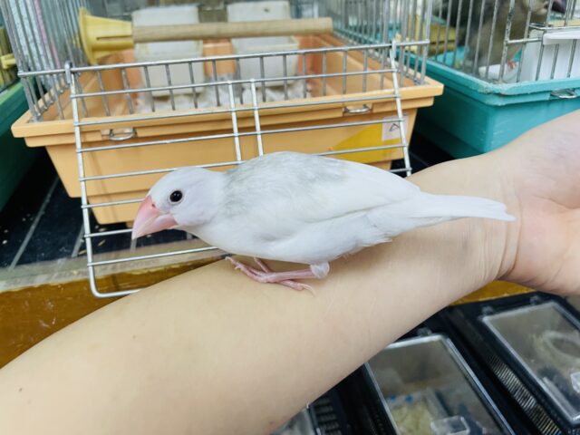 白文鳥