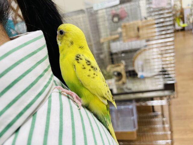 セキセイインコ