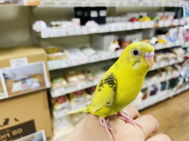 セキセイインコ