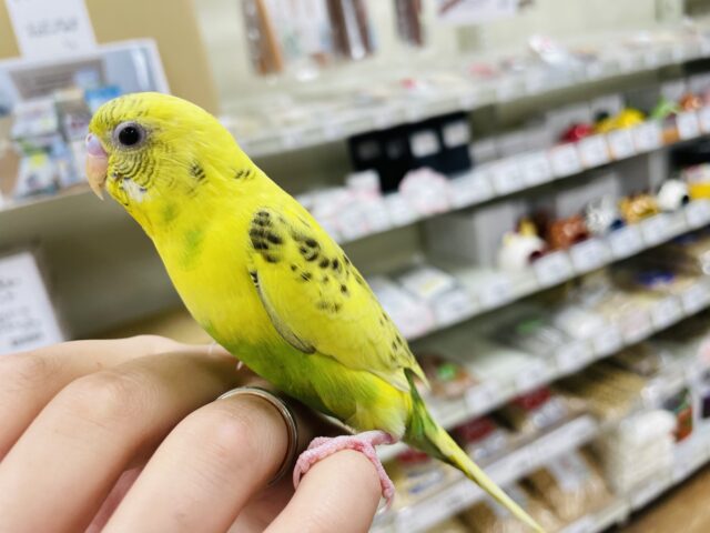 セキセイインコ