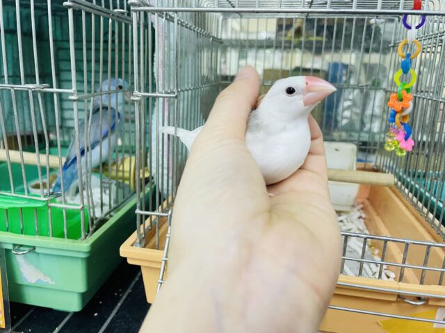 白文鳥