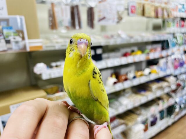 セキセイインコ