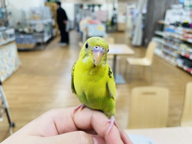 セキセイインコ