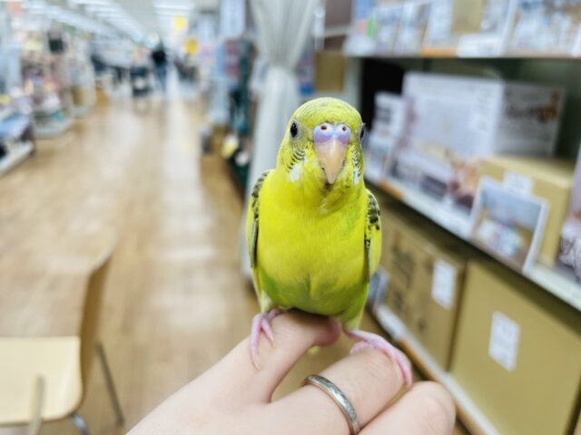 セキセイインコ