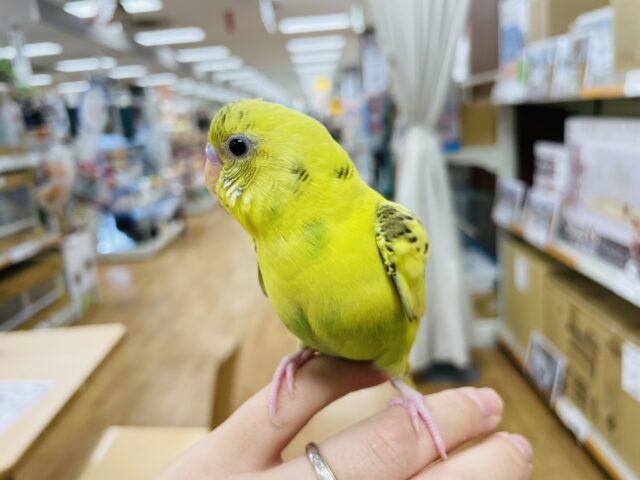 セキセイインコ