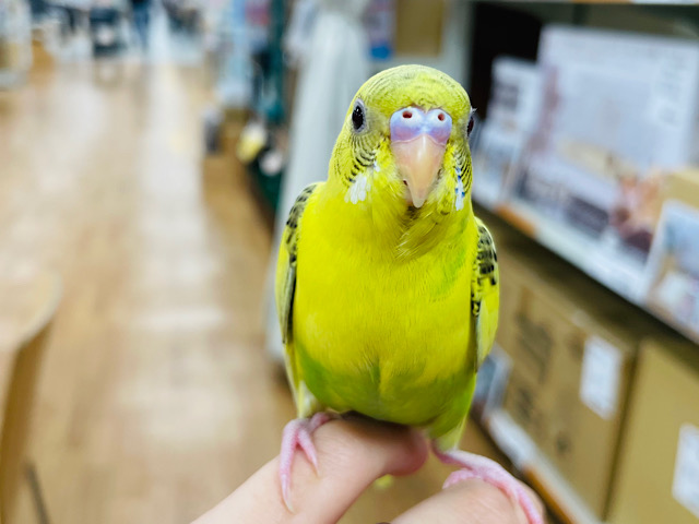 【最新画像更新🪄カゴデビューしました⭐︎】まん丸なお目目が魅力💕セキセイインコ（ハルクイン）ヒナ