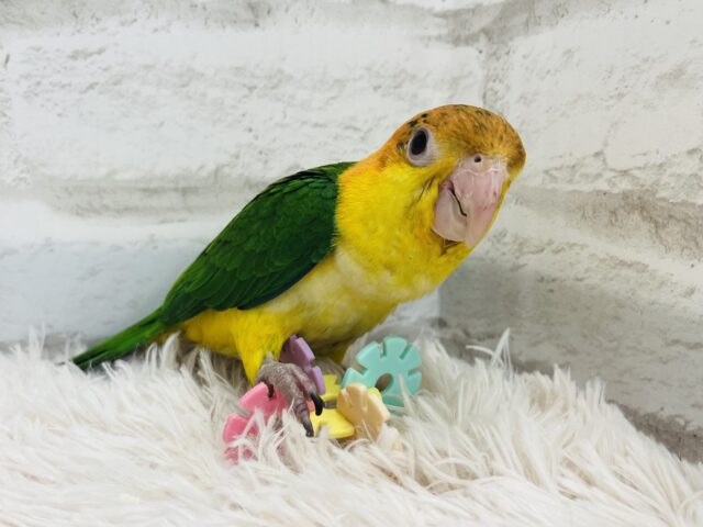 シロハラインコ