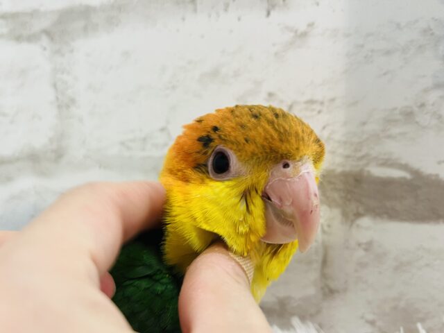 シロハラインコ