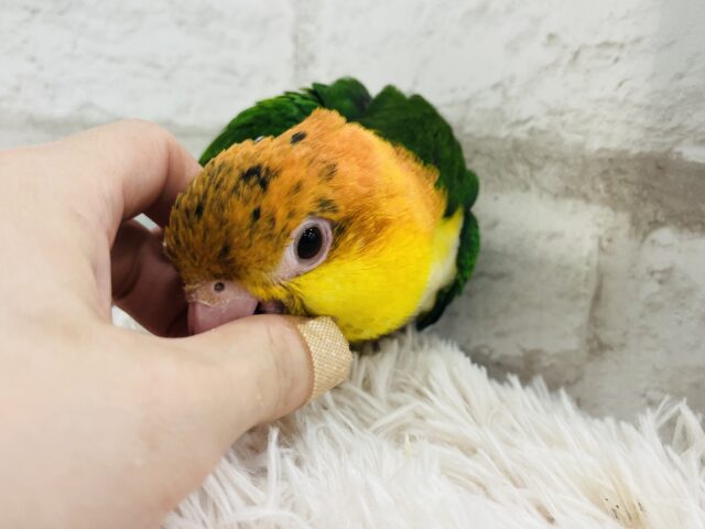 シロハラインコ