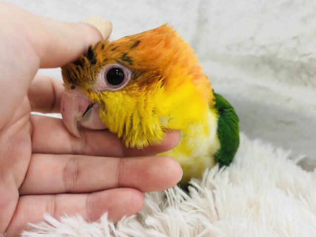 シロハラインコ