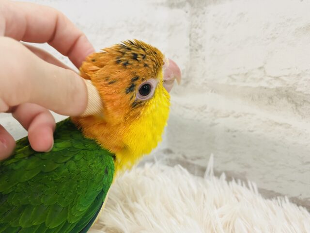 シロハラインコ