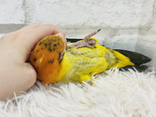 シロハラインコ