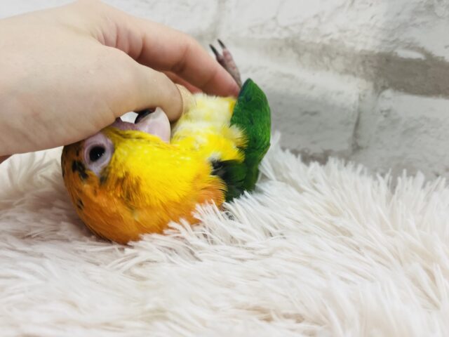 シロハラインコ