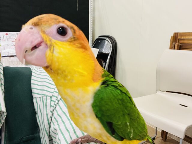 シロハラインコ