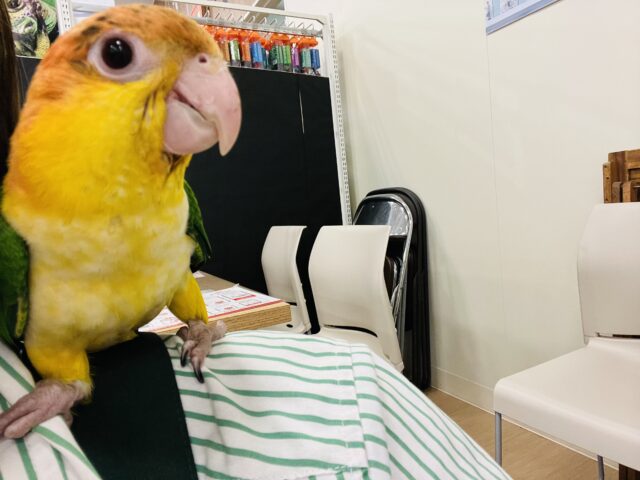 シロハラインコ