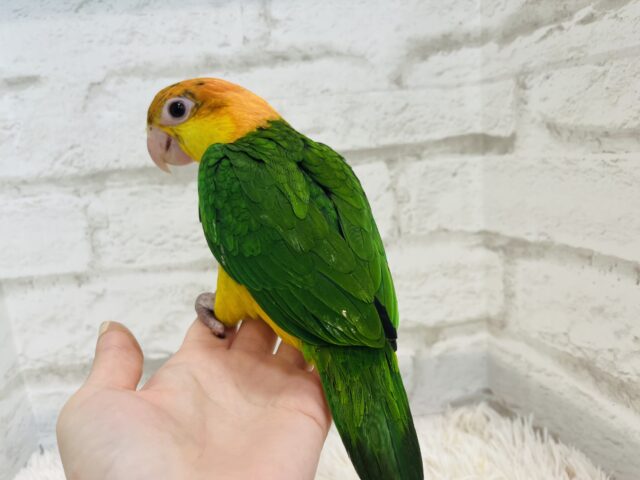 シロハラインコ