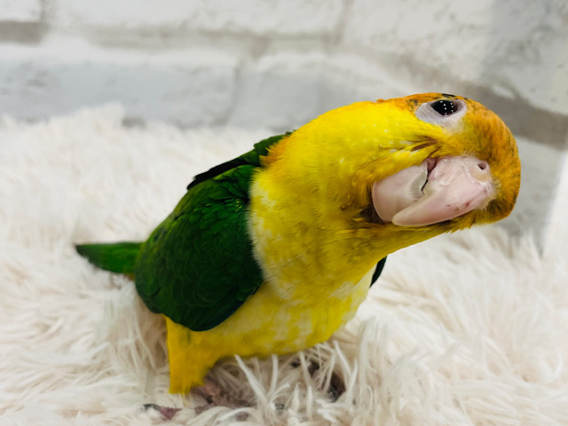 シロハラインコ