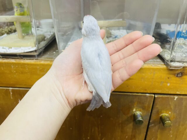 シルバー文鳥