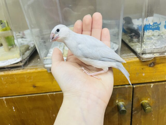 シルバー文鳥