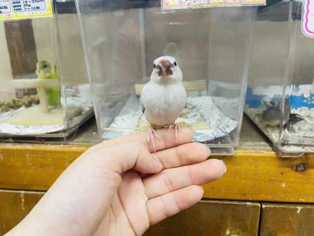 シルバー文鳥