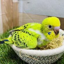 最新画像有ります☝️ワタワタ〜な定番セキセイさん💚オパーリンカラーがやって来ました❗️