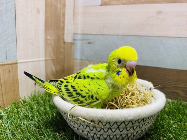 セキセイインコ