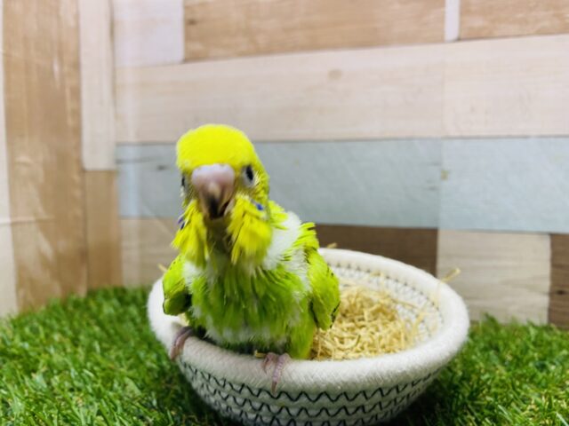 セキセイインコ