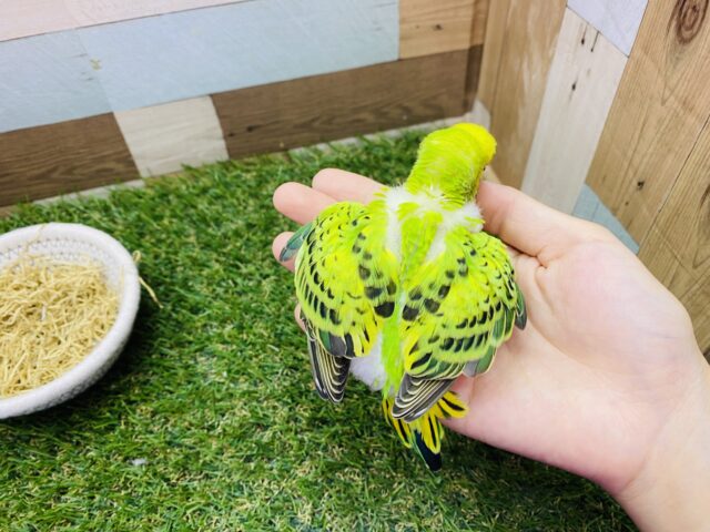 セキセイインコ