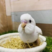 最新画像有ります⭐️真っ白さんに隠れたヒ・ミ・ツ💜セキセイインコのダブルファクター❗️