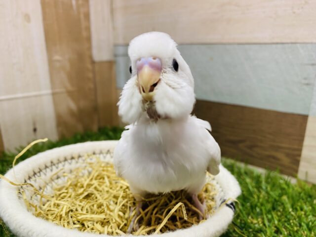 セキセイインコ