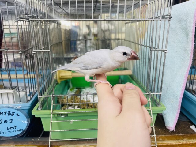 シルバー文鳥