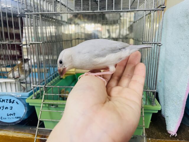 シルバー文鳥