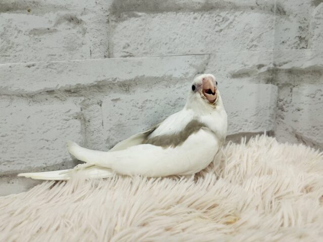 オカメインコ