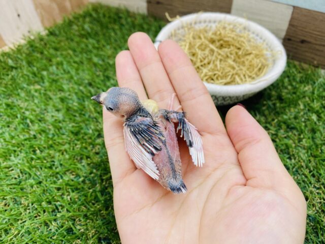 桜文鳥