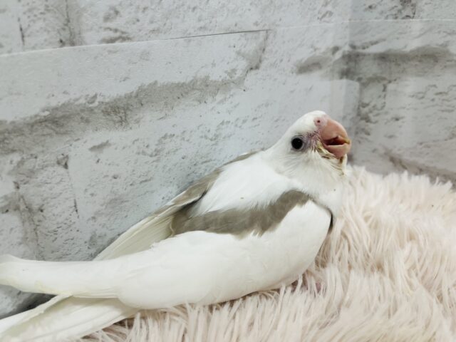 オカメインコ