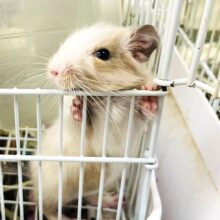 【動画更新🪄】白多め！ベビーフェイスが可愛すぎっ💓デグー（サンドパイド）女の子