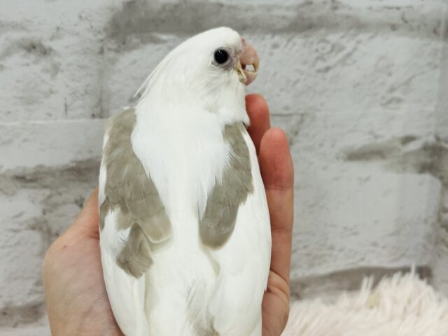 オカメインコ